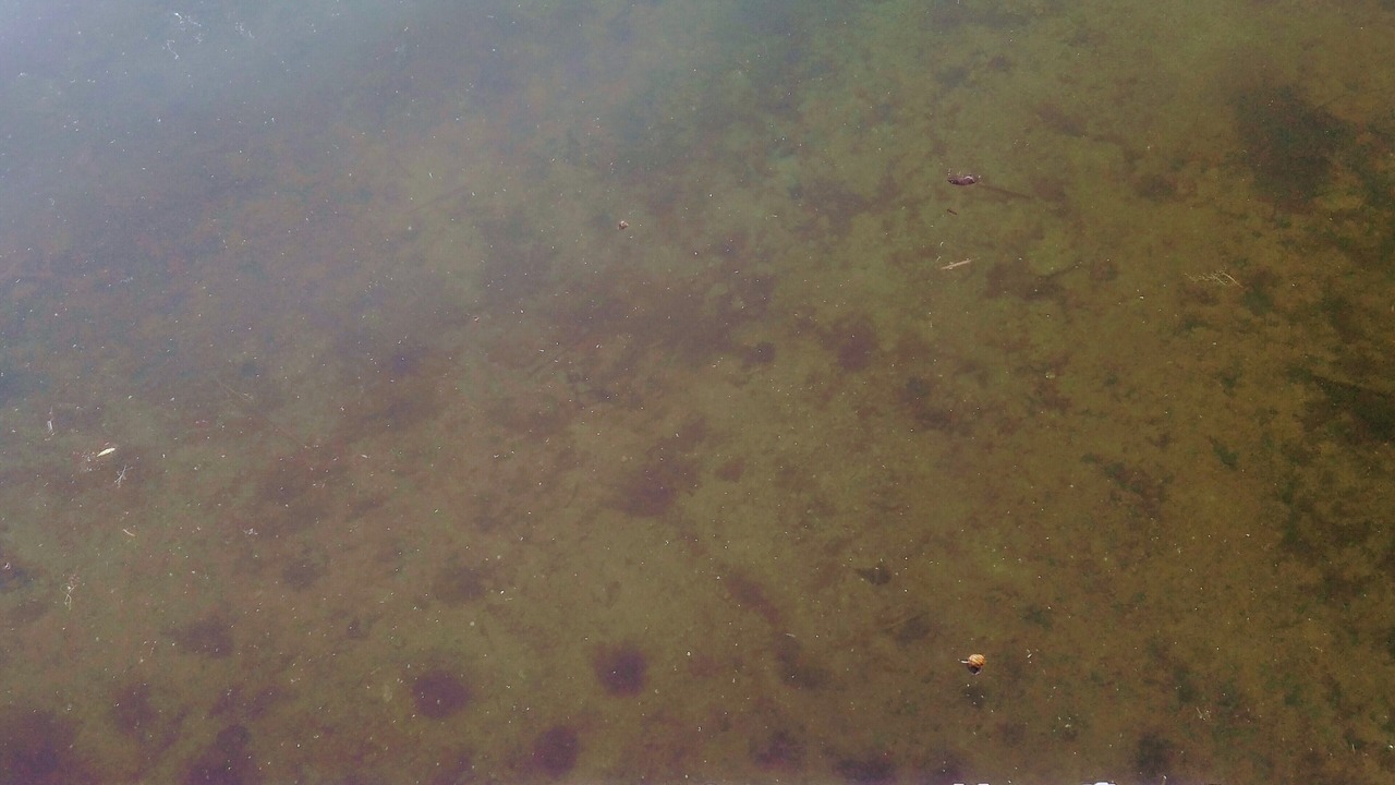 Photo of Others in Battle Lake