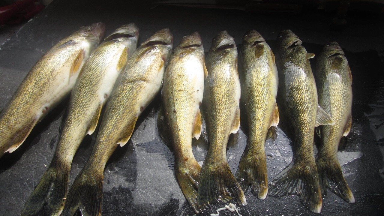 Photo of Others in Algoma District