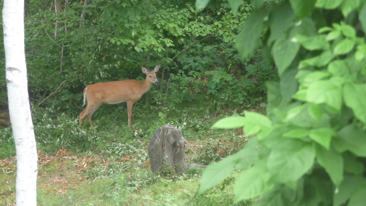 Photo of Outdoor in Jones Falls