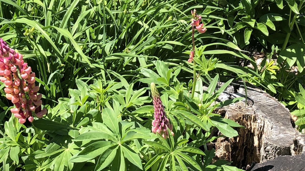 Photo of Outdoor in Jones Falls