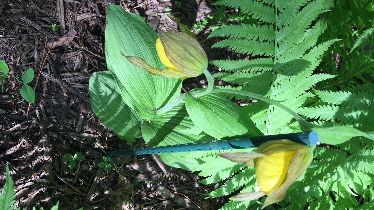 Photo of Outdoor in Park Rapids