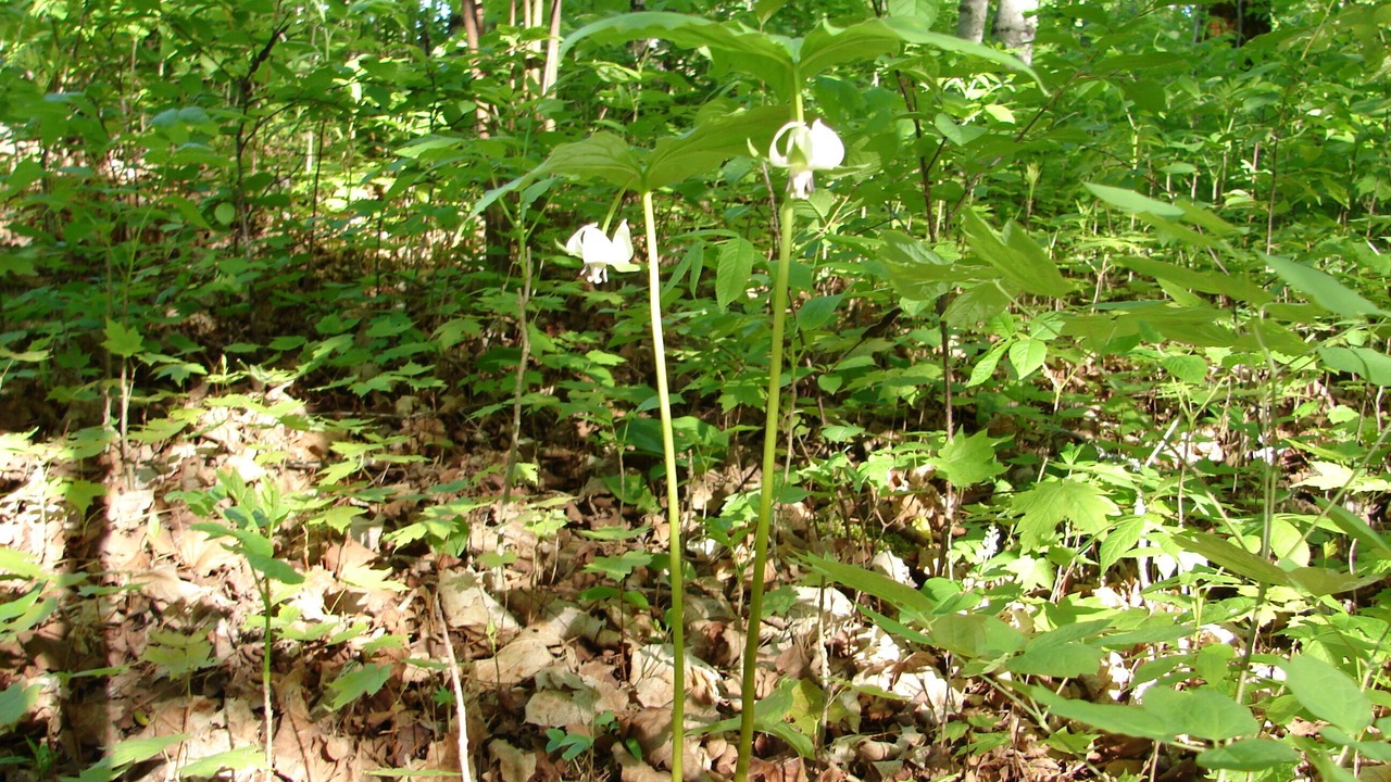 Photo of Outdoor in Northome