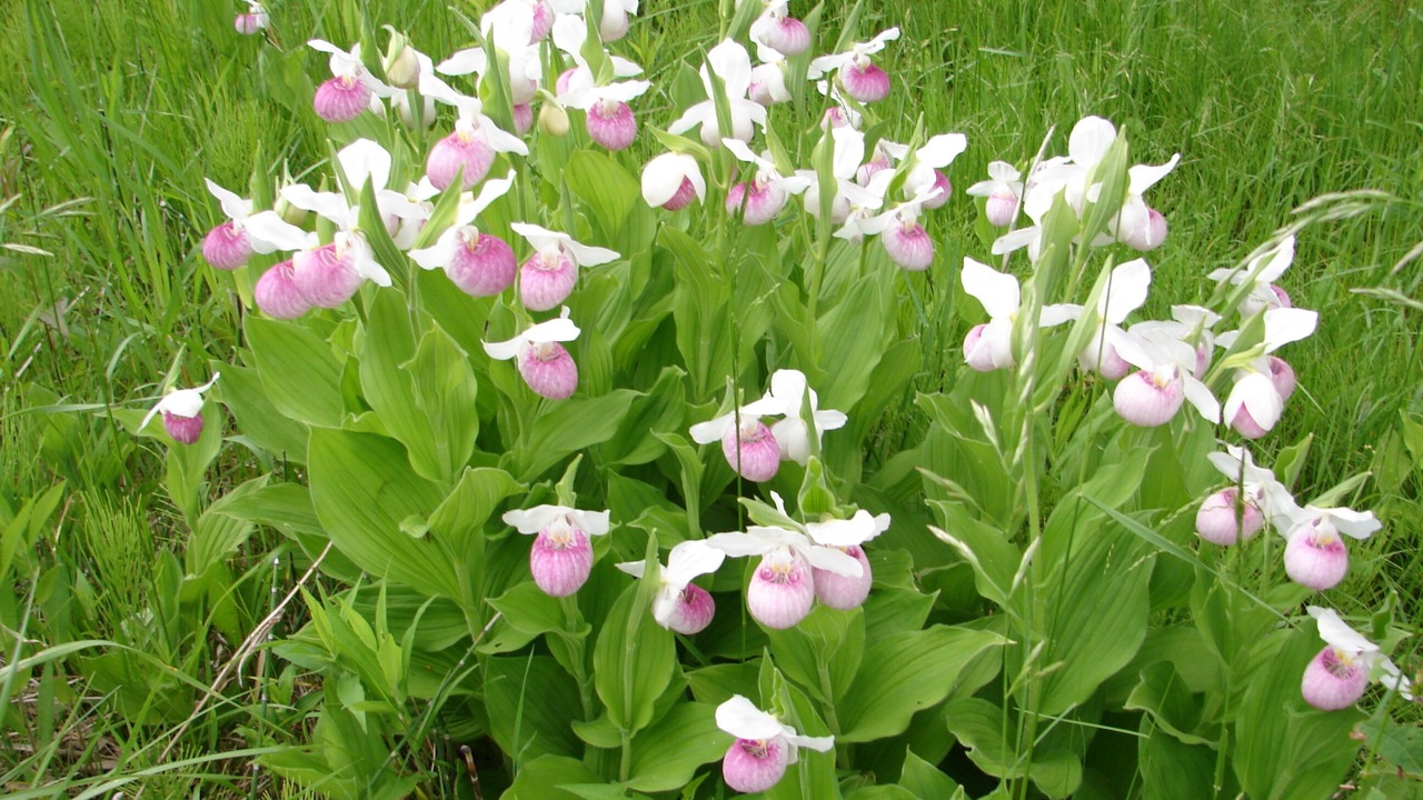 Photo of Outdoor in Northome