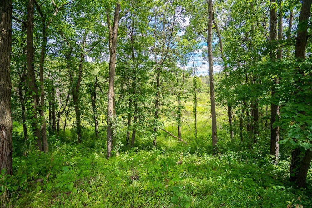 Photo of Outdoor in Webster
