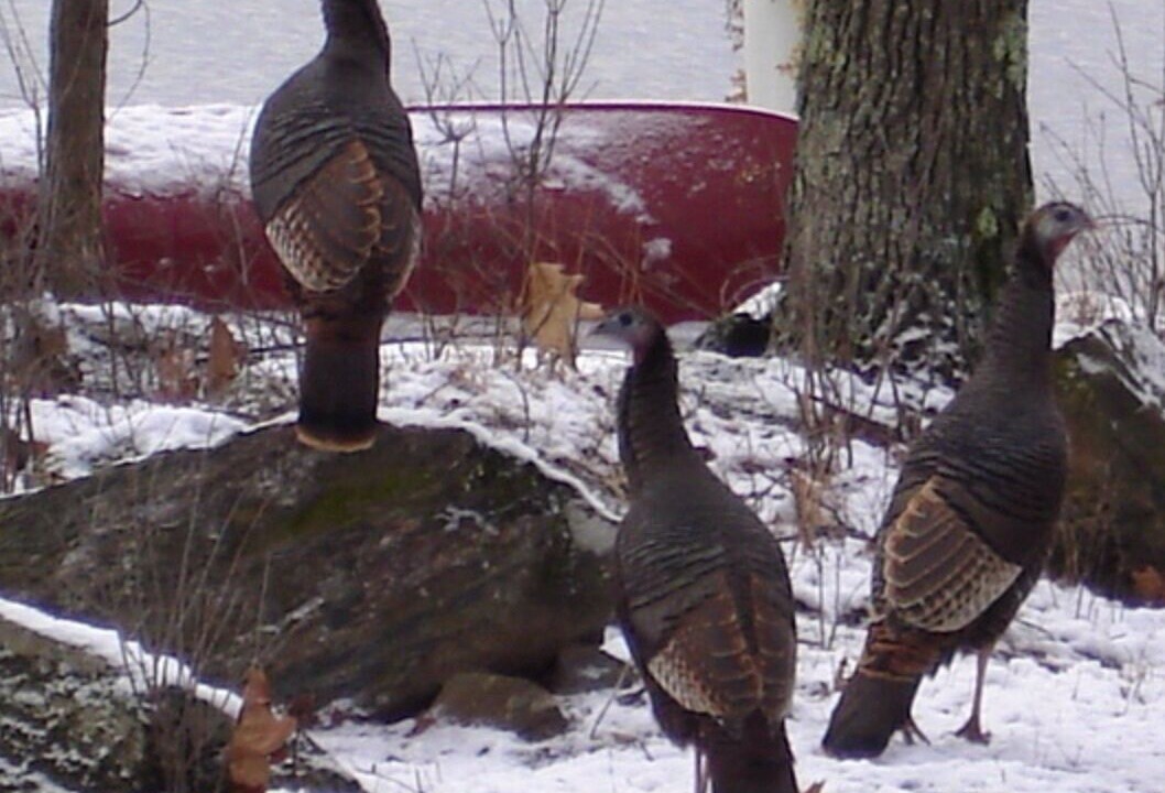 Photo of Outdoor in Woodview