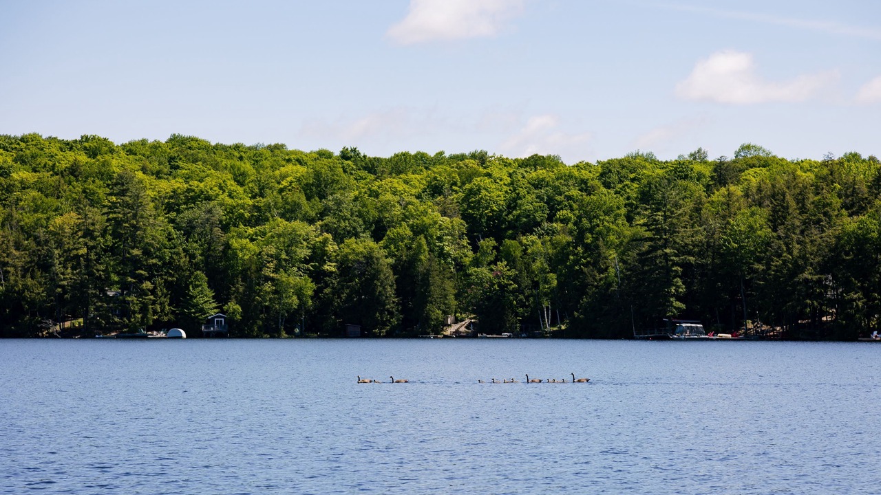 Photo of Others in Minden Hills