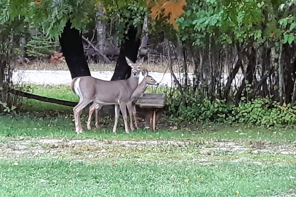 Photo of Outdoor in Manitoulin District