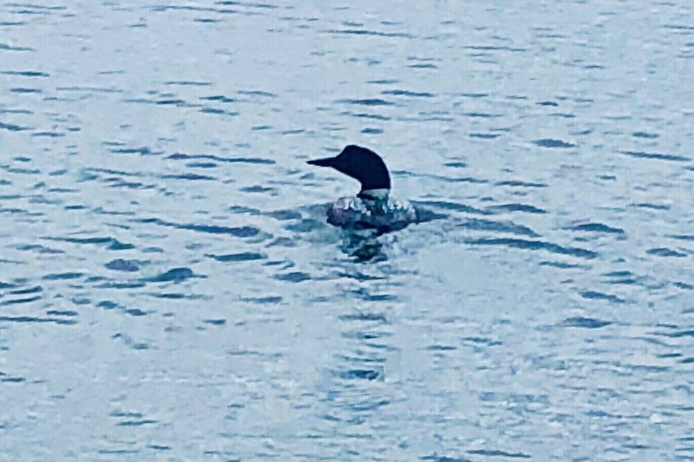 Photo of Others in Ham Lake
