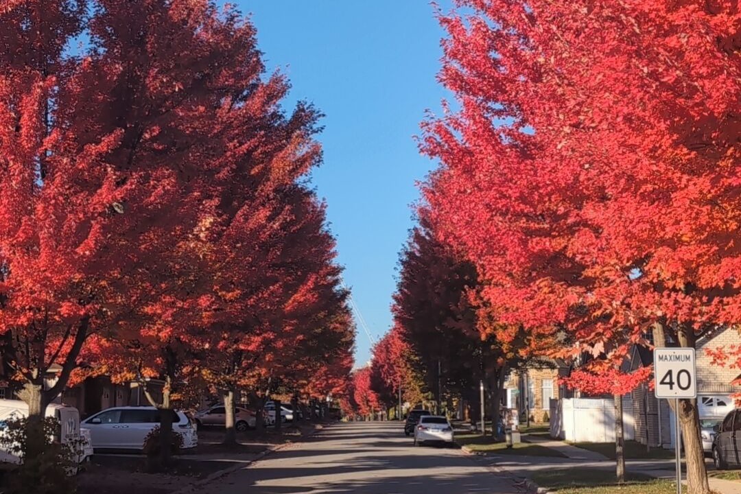 Photo of Others in Markham
