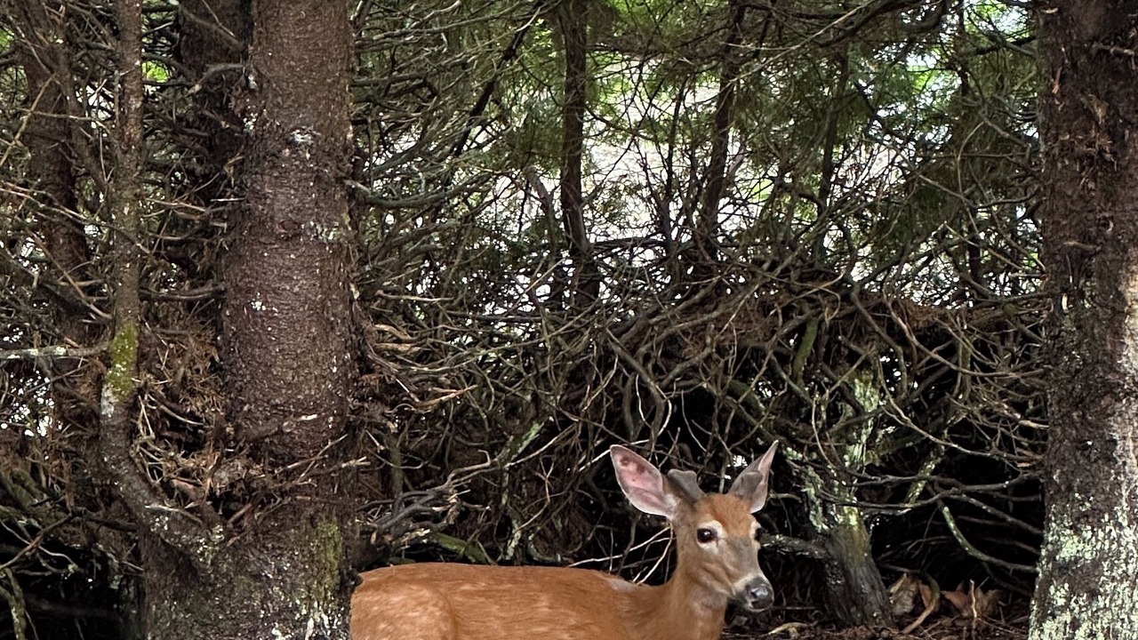 Photo of Outdoor in Minden Hills
