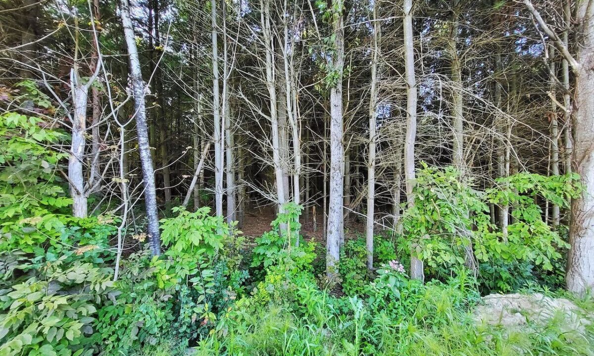 Photo of Outdoor in Cramahe