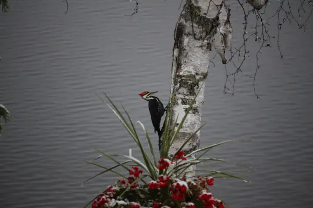 Photo of Outdoor in Sharbot Lake
