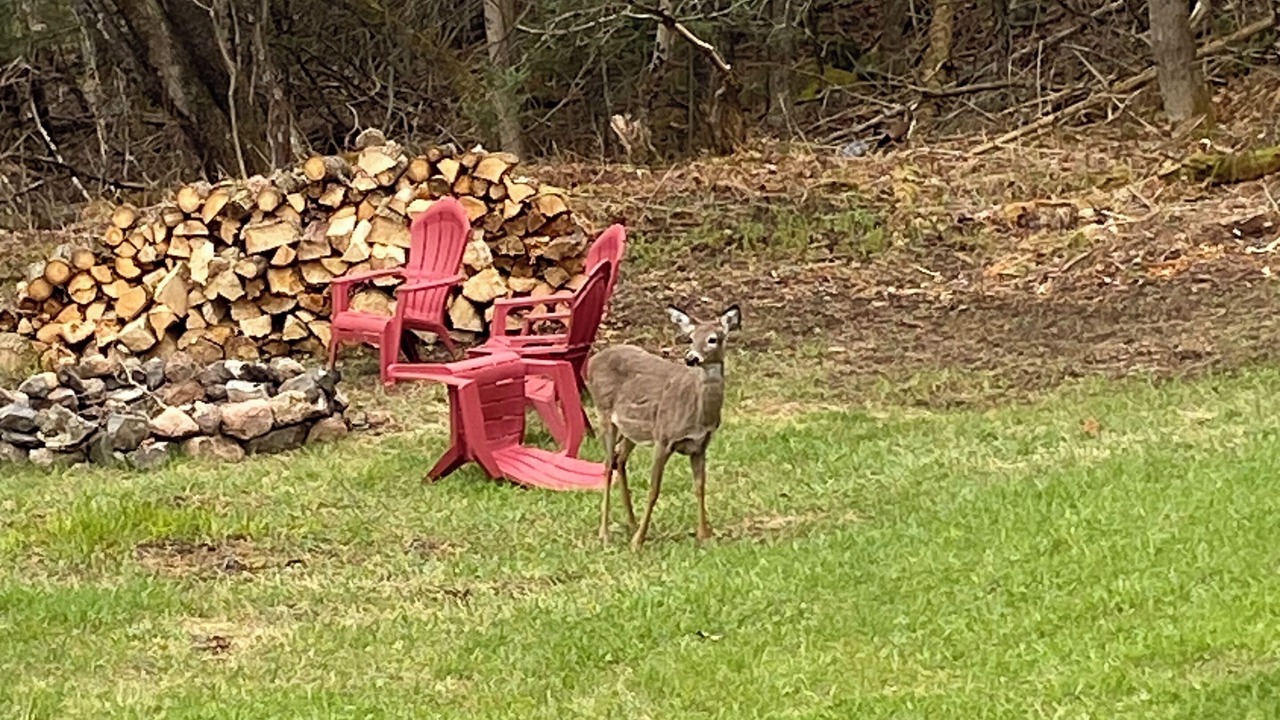 Photo of Outdoor in Coe Hill