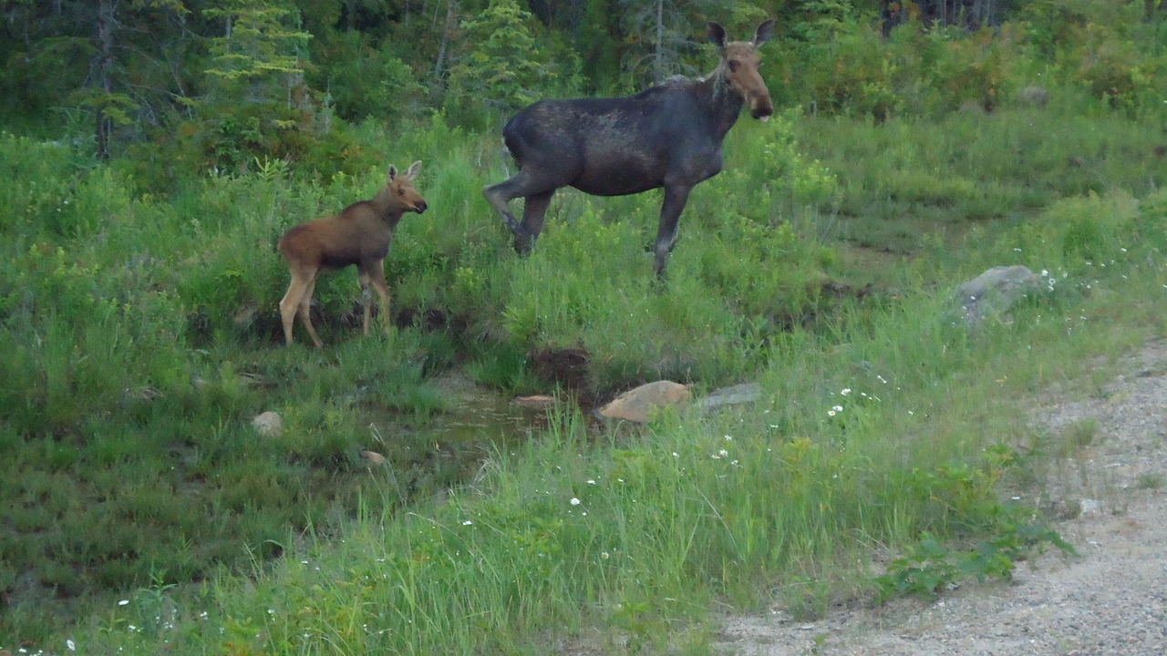 Photo of Others in Madawaska Valley