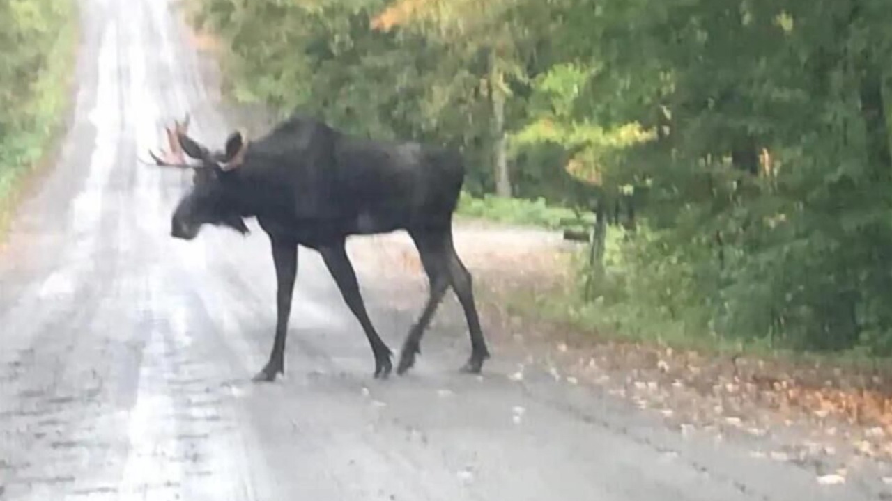 Photo of Others in Temagami