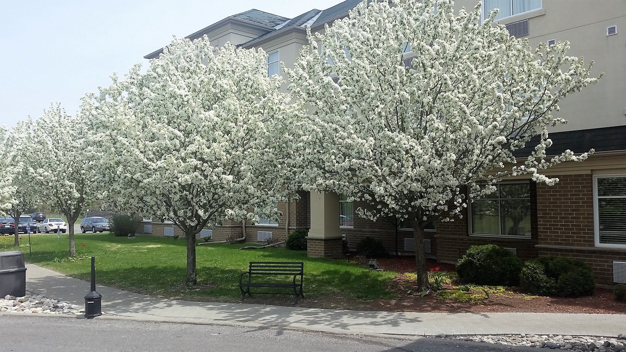 Photo of Outdoor in Ottawa Division