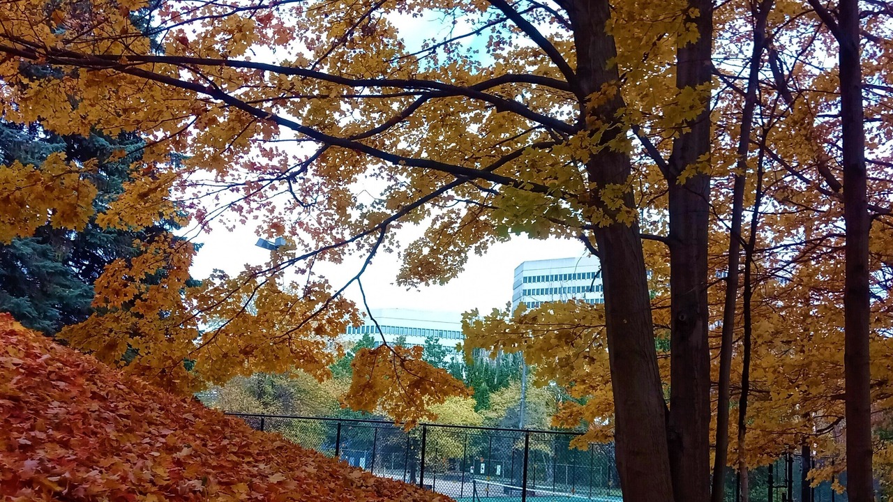 Photo of Outdoor in North York