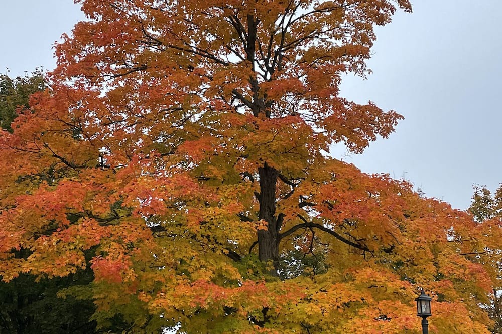 Photo of Outdoor in Lindsay
