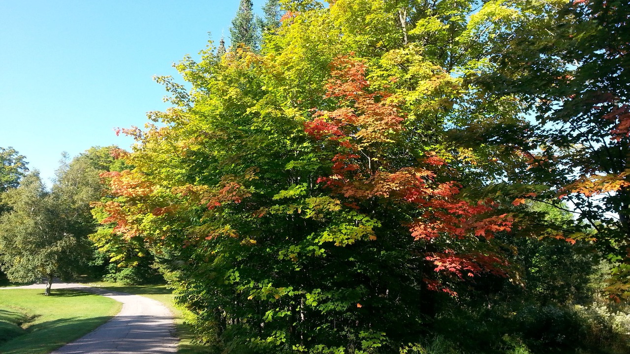Photo of Others in Magnetawan