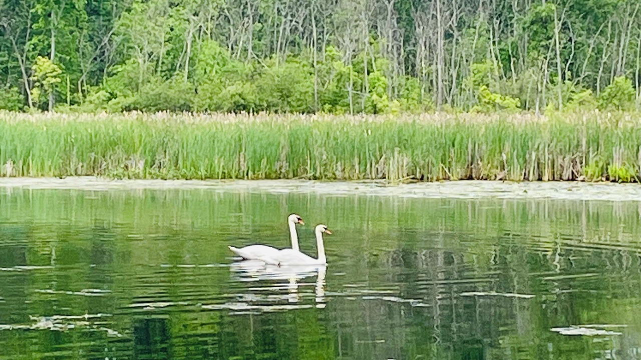 Photo of Others in Campbellford