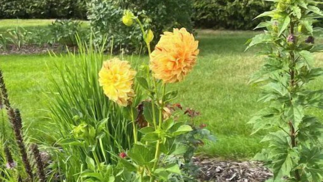 Photo of Outdoor in Tillsonburg