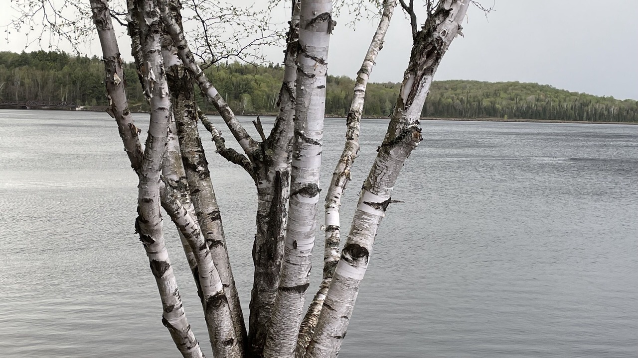 Photo of Others in South River