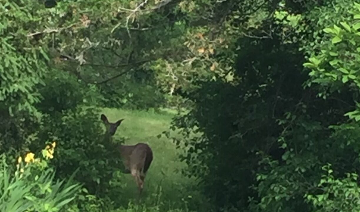 Photo of Outdoor in Prince Edward