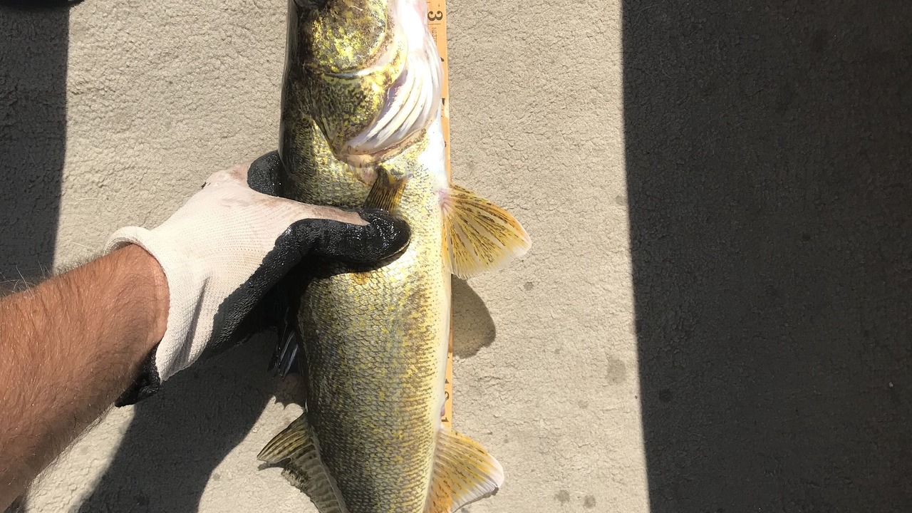 Photo of Others in Round Lake
