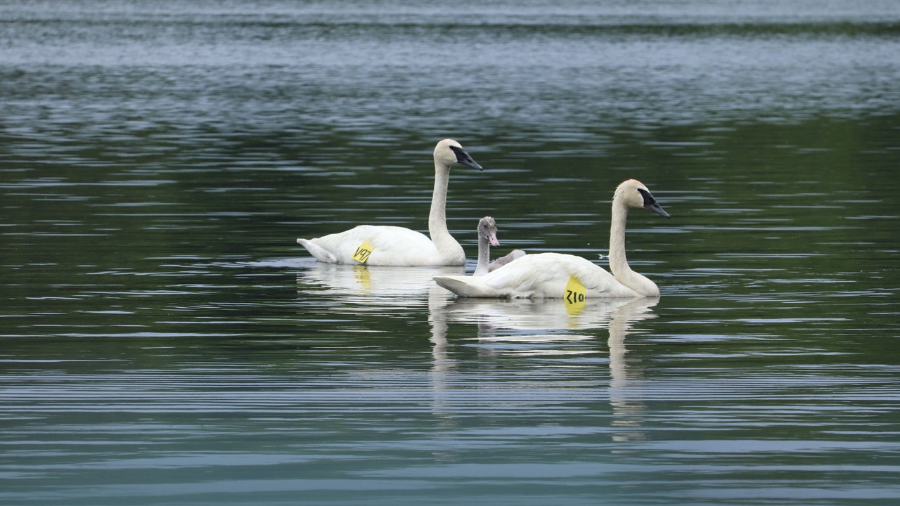 Photo of Others in Georgian Bay