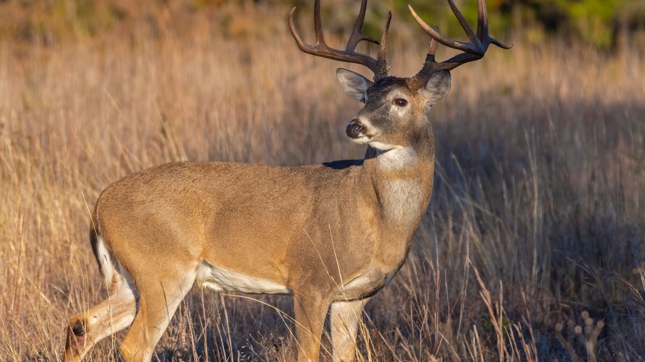 Photo of Others in Brainerd