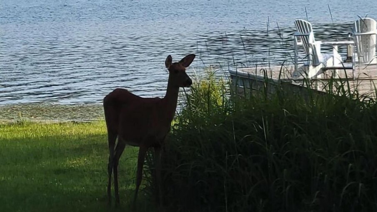Photo of Others in Port Carling