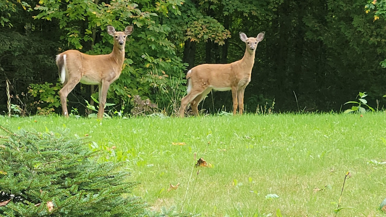 Photo of Others in Hastings Highlands