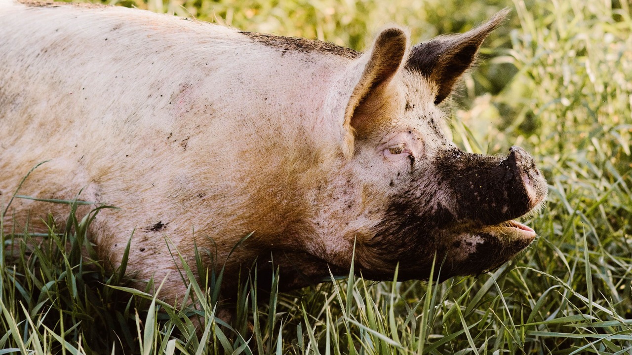 Photo of Others in Stearns County