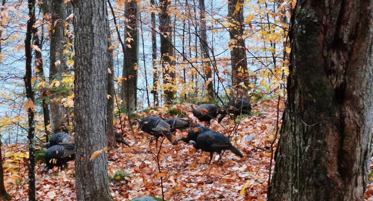 Photo of Others in Greater Madawaska