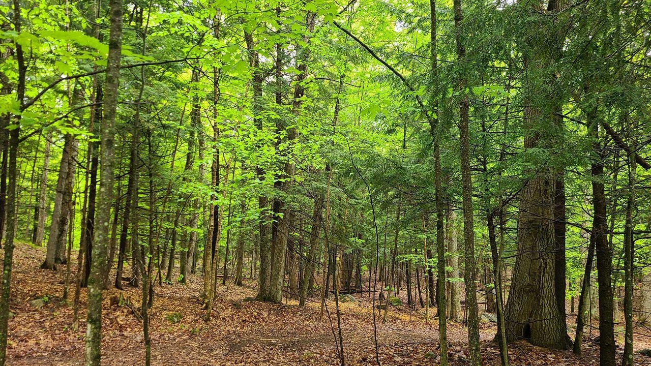 Photo of Outdoor in Lake of Bays