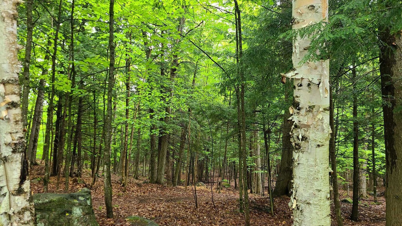 Photo of Outdoor in Lake of Bays