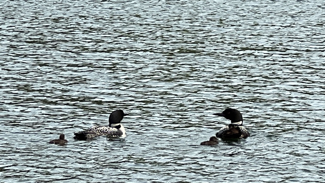 Photo of Others in Maple Lake