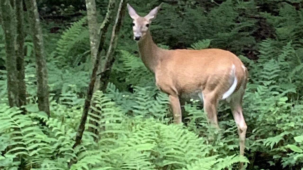 Photo of Others in Eagle Lake
