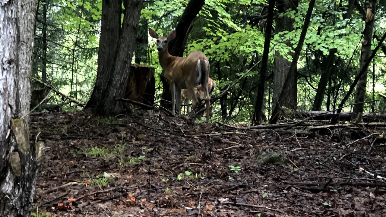 Photo of Outdoor in Central Frontenac