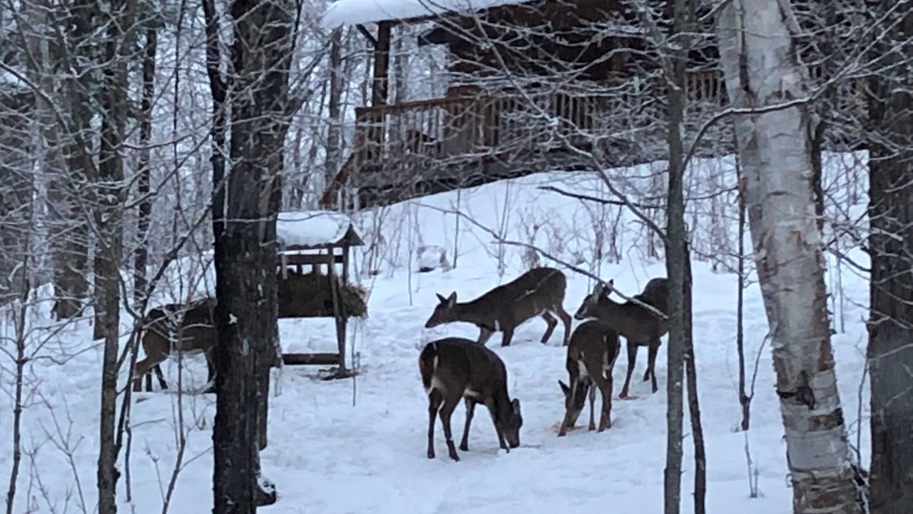 Photo of Outdoor in Spring Creek