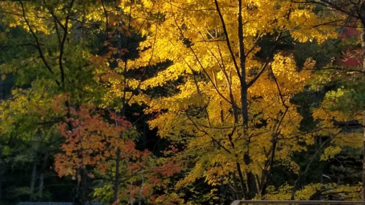 Photo of Outdoor in Selwyn