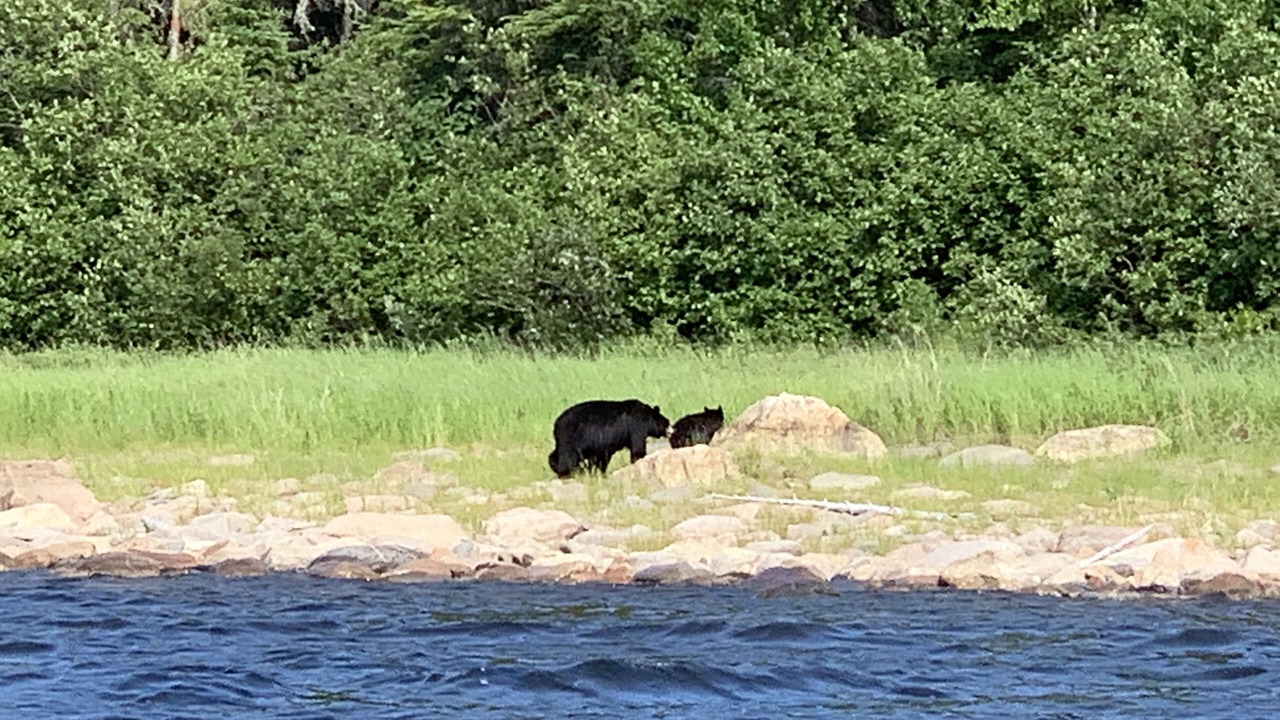 Photo of Others in Petawawa