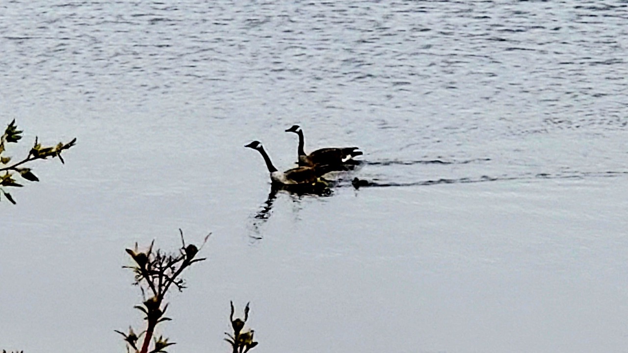 Photo of Others in Otonabee-South Monaghan