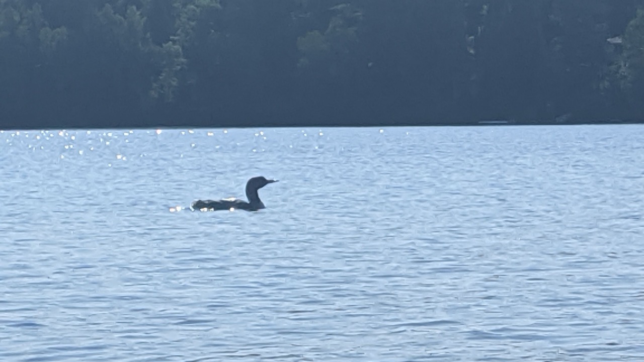 Photo of Others in Longville