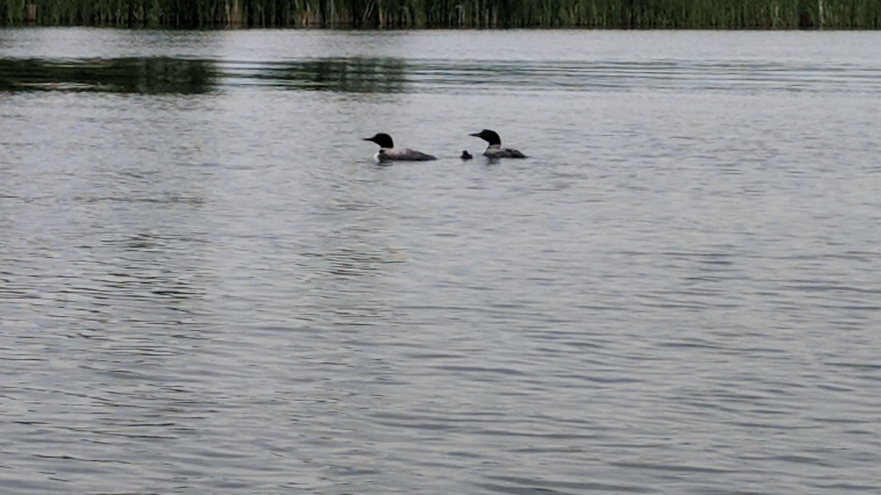Photo of Outdoor in Longville