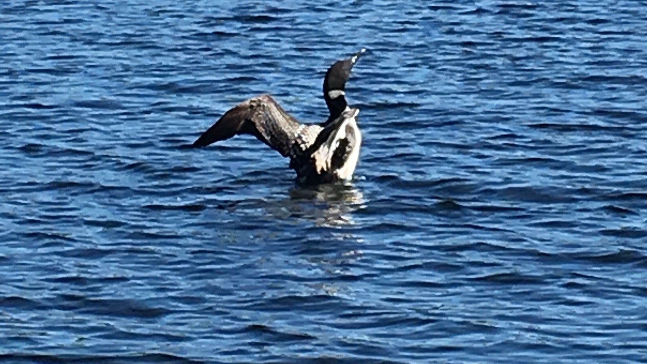 Photo of Others in Marmora and Lake