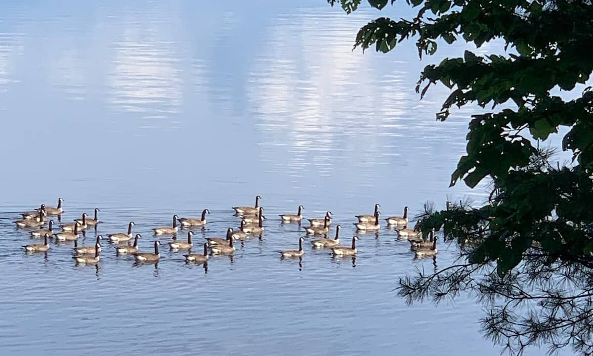 Photo of Others in Golden Lake