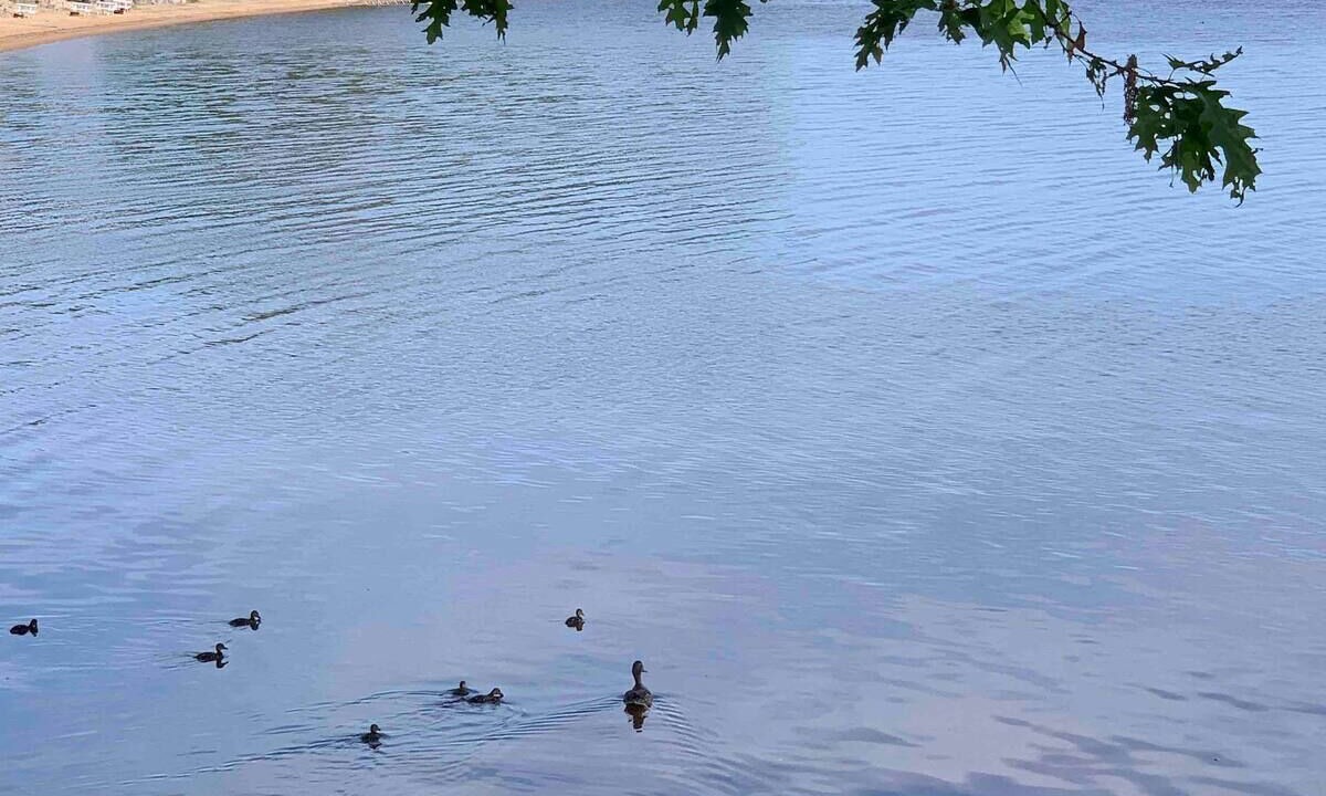 Photo of Others in Golden Lake