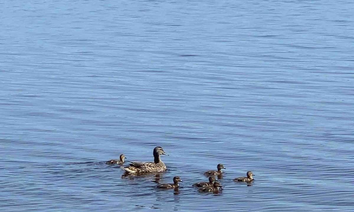 Photo of Others in Golden Lake