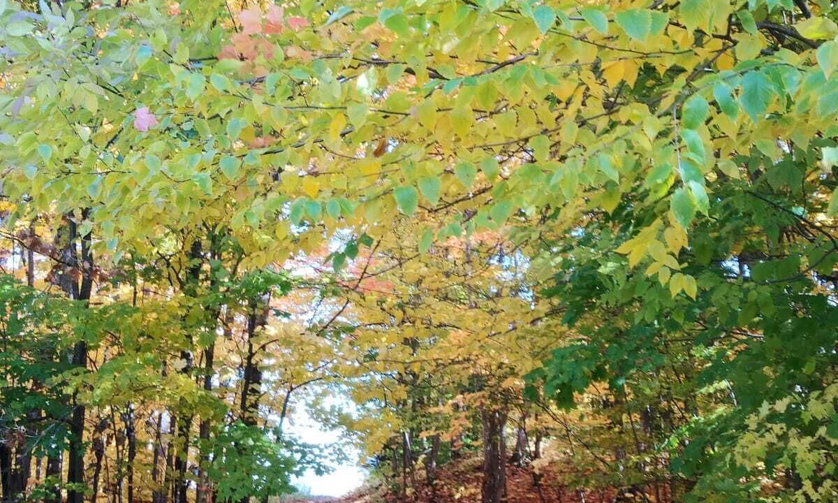 Photo of Outdoor in Ottawa Division